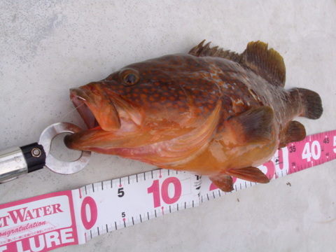アコウ 45cm！！