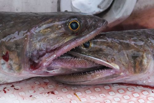 釣りザンマイ エソを美味しく