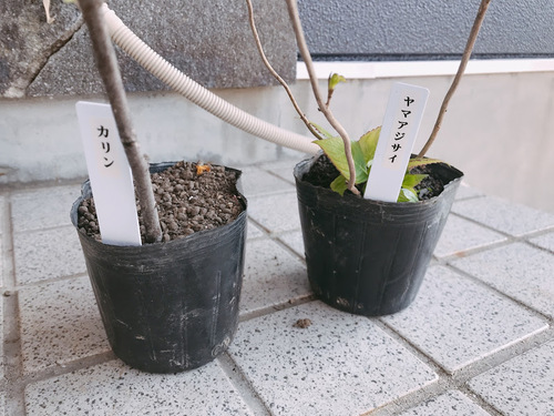 さくら祭りとキャンプ