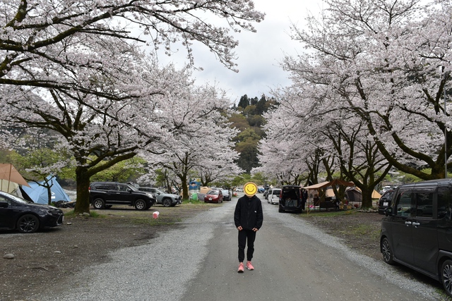 久しぶりの父子キャンプは桜満開お花見キャンプ
