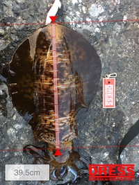 念願のキロUP 2016/06/10 07:23:41