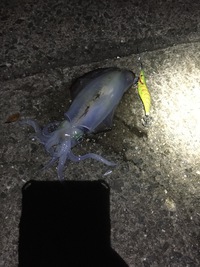 満月の夜 2015/11/26 00:01:05