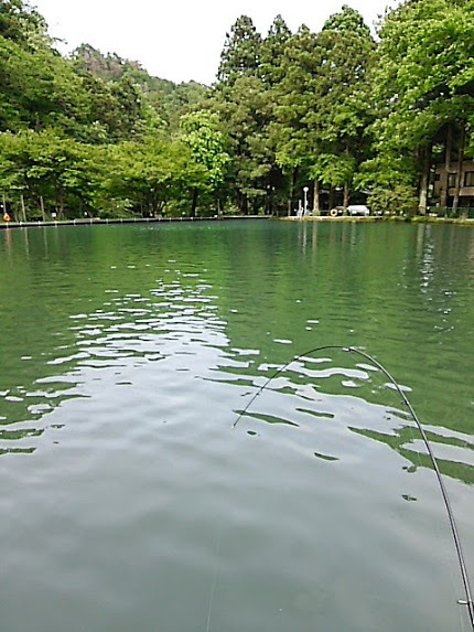 平日の「醒ヶ井養鱒場」   その3