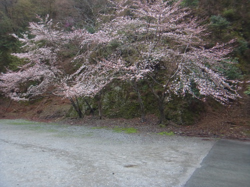 「醒ヶ井養鱒場」またもや雨、でも！   その1