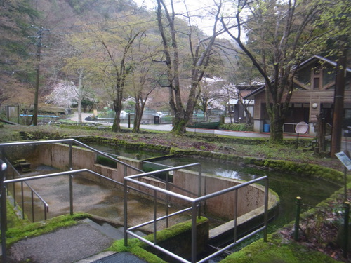 「醒ヶ井養鱒場」またもや雨、でも！   その1