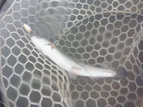「北方ます釣り場」新春初釣行   その１
