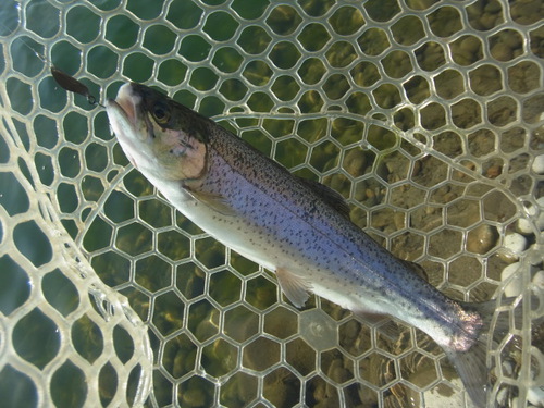 「北方ます釣り場」また出撃   その１