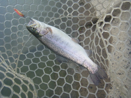「北方ます釣り場」オープン！ファクター日和　その２