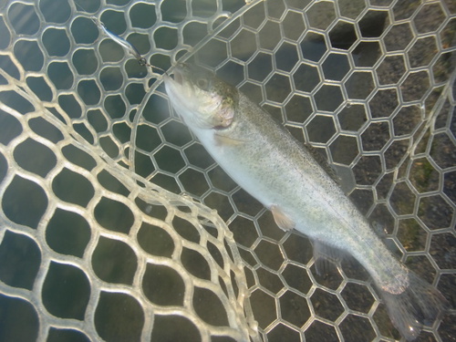 「北方ます釣り場」新春初釣行   その２