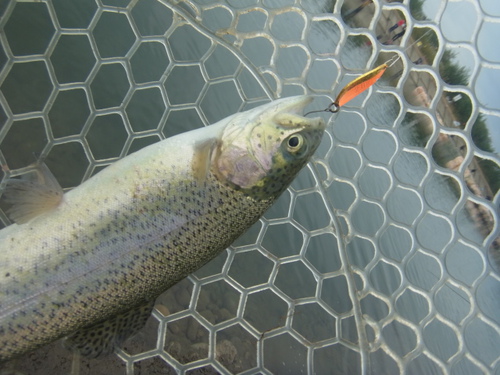 「北方ます釣り場」オープン！ファクター日和　その２