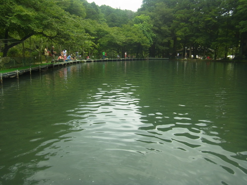 「醒ヶ井養鱒場」癒しの七夕の日   その２