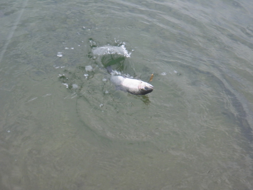 「北方ます釣り場」いい感じになってきました    その２