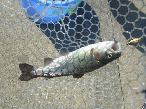 「北方ます釣り場」大物釣り大会に参加   その３