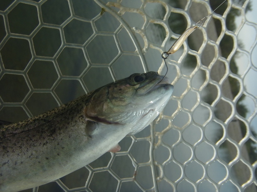 「北方ます釣り場」いい感じになってきました    その２