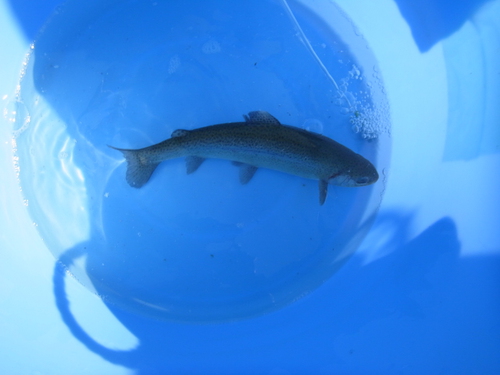 「北方ます釣り場」大物釣り大会に参加   その３
