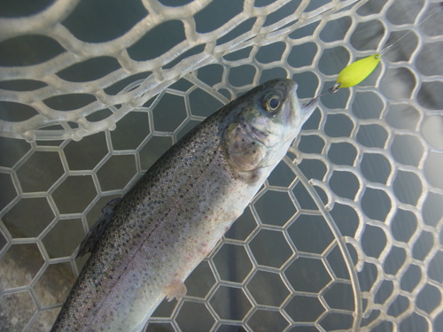 「北方ます釣り場」最近の状況　その１