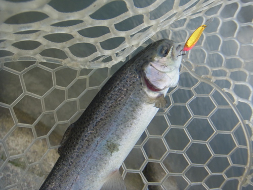 「北方ます釣り場」最近の状況　その１