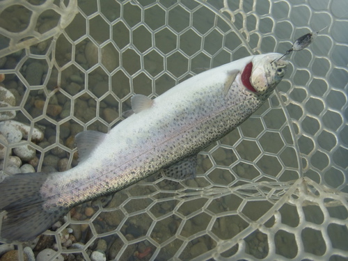 「北方ます釣り場」オープン！ファクター日和　その３