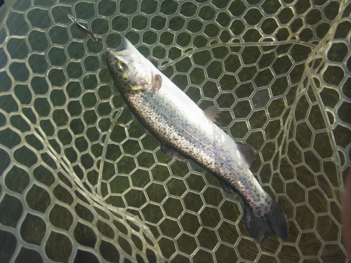 「北方ます釣り場」いい感じになってきました    その２