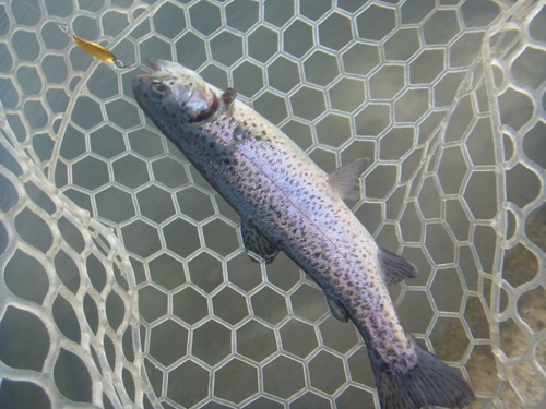「北方ます釣り場」最近の状況　その１