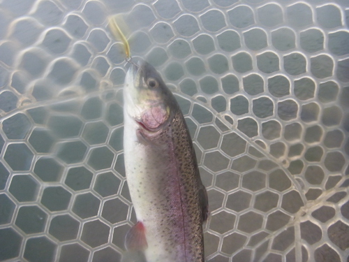 雨の「北方ます釣り場」釣行　その２