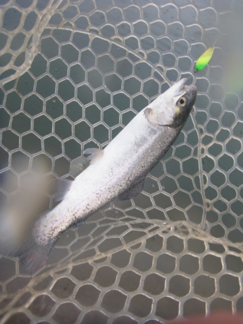 雨の「北方ます釣り場」釣行　その２