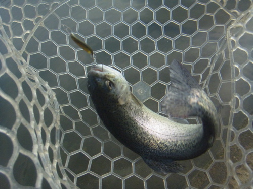 「北方ます釣り場」最近の状況　その１