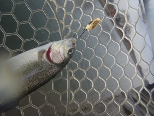 雨の「北方ます釣り場」釣行　その２