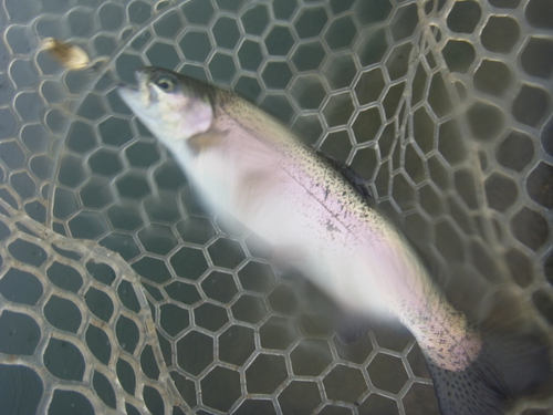 雨の「北方ます釣り場」釣行　その２