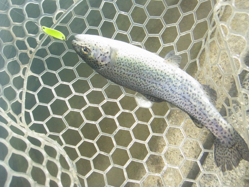 「北方ます釣り場」最近の状況　その１