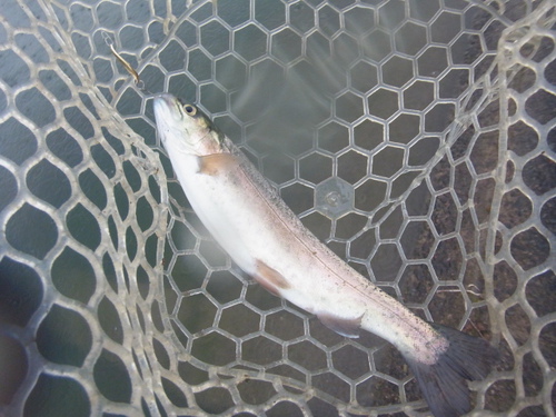 雨の「北方ます釣り場」釣行　その２