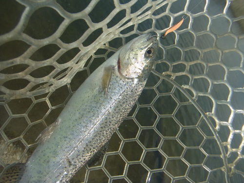 「北方ます釣り場」最近の状況　その１