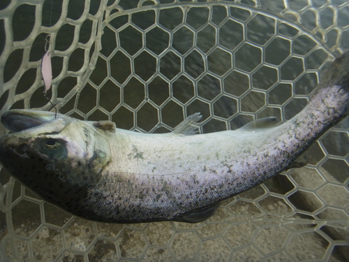 「北方ます釣り場」最近の状況　その１