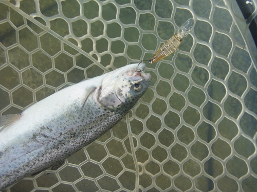 「北方ます釣り場」いい感じになってます　その４