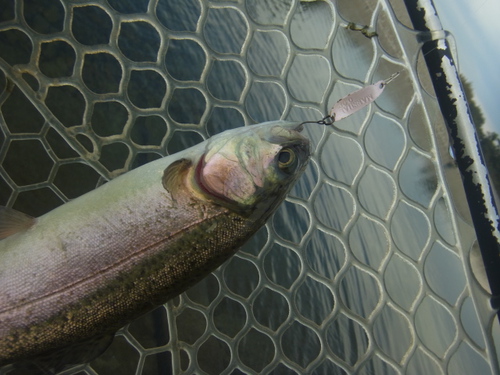 「北方ます釣り場」いい感じになってます　プロローグ