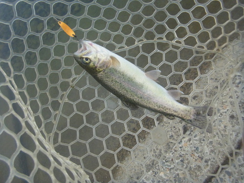 「北方ます釣り場」いい感じになってます　その４