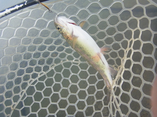 「北方ます釣り場」いい感じになってます　その４