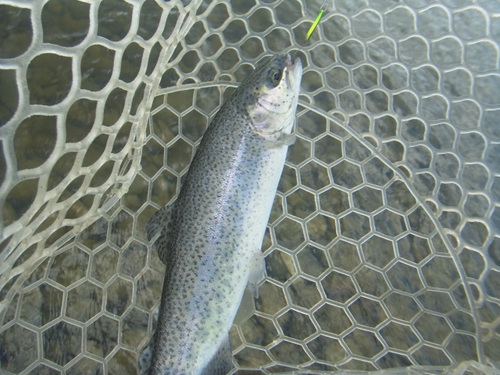 「北方ます釣り場」最近の状況     その２