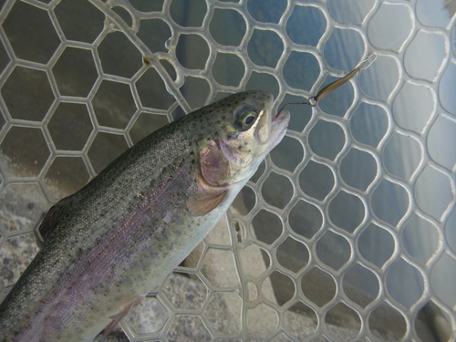 「北方ます釣り場」いい感じになってます　その４