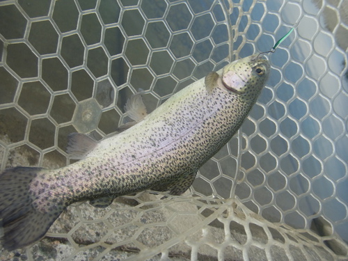 「北方ます釣り場」いい感じになってます　その４