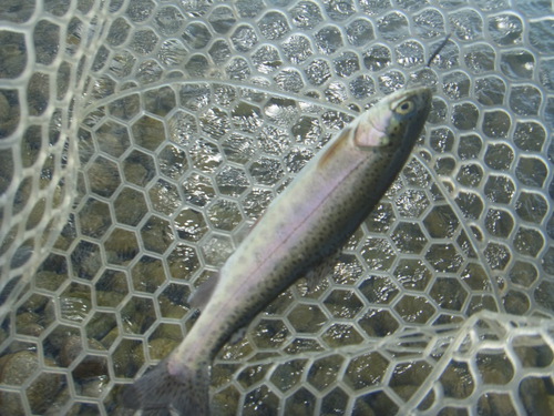 「北方ます釣り場」最近の状況     その２