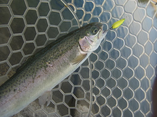 「北方ます釣り場」いい感じになってます　その４