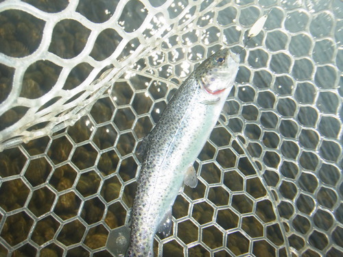 「北方ます釣り場」最近の状況     最終話