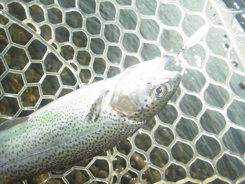 「北方ます釣り場」最近の状況     最終話