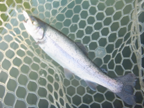「瑞浪FP」年末釣り納め釣行   その１