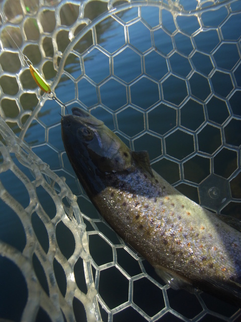 「平谷湖FS」今年初釣行    その１