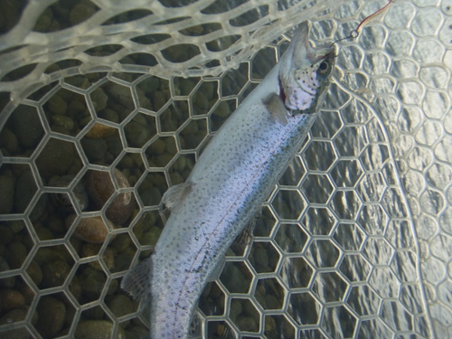 「北方ます釣り場」最近の状況     最終話