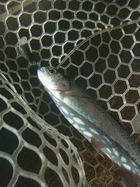 「平谷湖FS」今年初釣行    その３