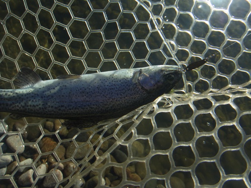 「北方ます釣り場」ちょろっと午後から    その１
