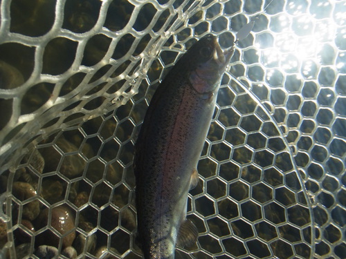 「北方ます釣り場」ちょろっと午後から    その１